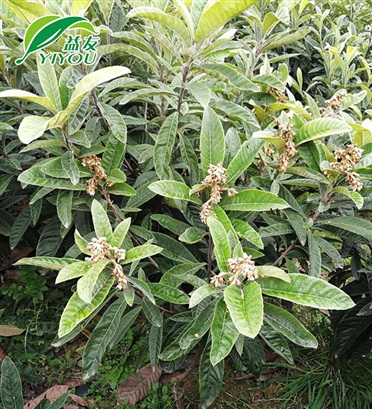 耐高溫雙面膠帶